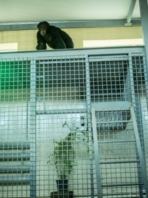 В Ростовском зоопарке шимпанзе устроили новоселье