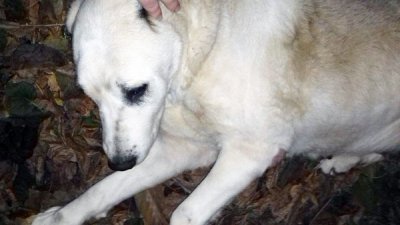 В Ростовской области догхантеры отравили собаку крысиным ядом, ее спасают волонтеры