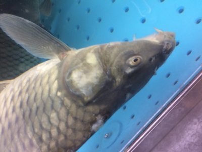 Ростовчане обнаружили мертвую рыбу в гипермаркете