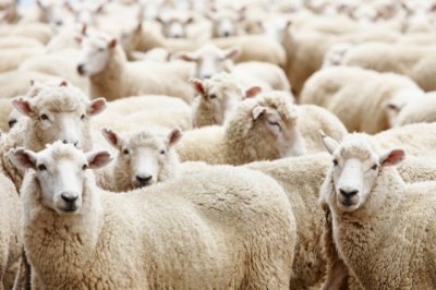 Волгоградцы украли у дончан две отары овец и коз