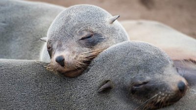 На Каспии из-за длительных штормов погибли сотни тюленей
