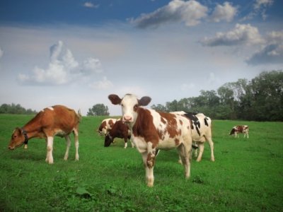 В Ростовской области калмыцких бычков проверят на туберкулез