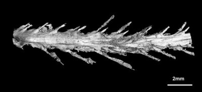 В янтаре впервые нашли сохранившийся хвост динозавра