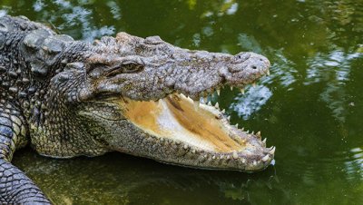 В Пензе от переохлаждения погиб найденный в мусорном баке крокодил