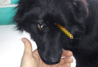 Живодеры насквозь проткнули голову собаки прутом в Ростовской области