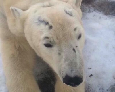Ростовчане беспокоятся из-за состояния белой медведицы в зоопарке