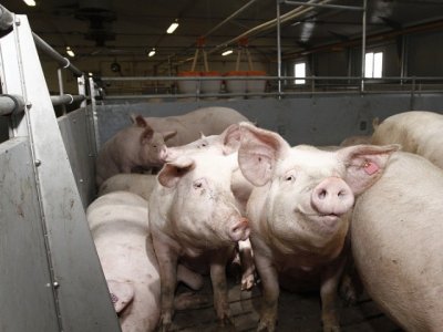 В Ростовскую область вернулась африканская чума свиней