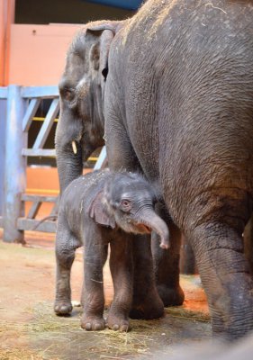 Сегодня родился слоненок весом 130 кг в Ростовском зоопарке