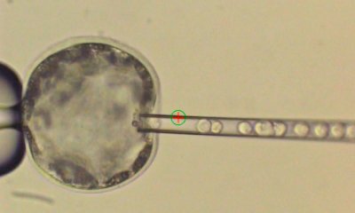 Учёные создали первый жизнеспособный эмбрион гибрида человека и свиньи