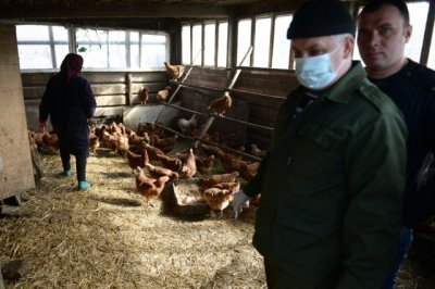 В Ростовской области хотят привить от птичьего гриппа 700 тысяч птиц