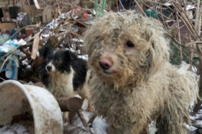Администрация Ростова заставляет ростовчанку ликвидировать 33 собаки