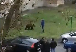 Мужчина выгуливал медведя на поводке в Таганроге