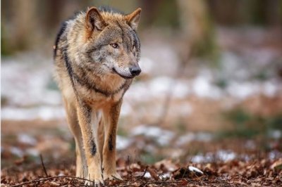 В Ростовской области убили бешеного волка