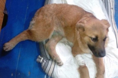 От живодеров спасли 5-месячного пса, отдав зоозащитникам г. Шахты