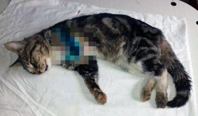 В г. Шахты спасли бездомного котика, но пришлось ампутировать лапку