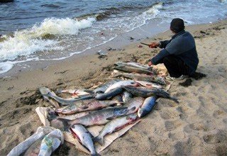 За незаконный вылов 350-ти рыб задержаны 4 рыбака в Ростовской области