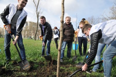 В Ростове посадили 120 тысяч молодых деревьев