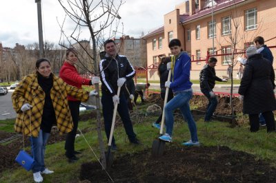 В Аксайском районе в субботу посадили 2,5 тысячи деревьев