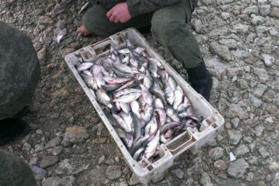 Более 100 килограммов рыбы и раков изъяли у торговцев в Ростове