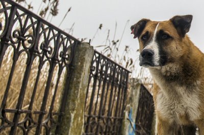 В Ростовской области мужчина забил палкой бешеную собаку, защищая дочь