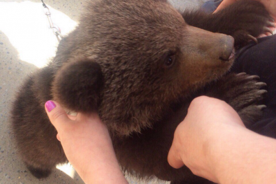 На оживленных улицах города в Ростовской области выгуливали медведя