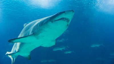 В Оманском заливе крупная акула напала на мужчину