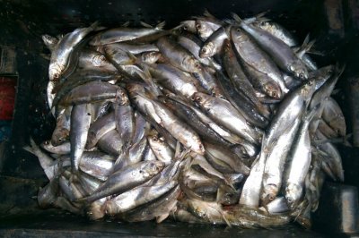 В Ростовской области пограничники задержали 20 торговцев незаконно пойманной рыбой
