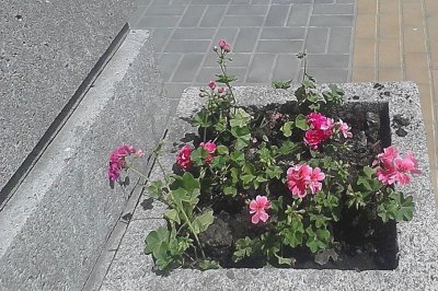 Ростовский чиновник пристыдил ростовчан за кражи цветов с клумб