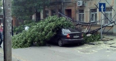 В Ростове рухнувшее дерево придавило два автомобиля