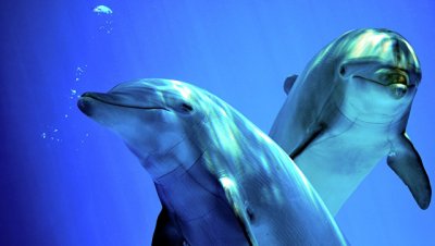 В Одессе выбросило на берег десятки мертвых дельфинов