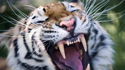 В британском зоопарке тигр растерзал смотрительницу зоопарка