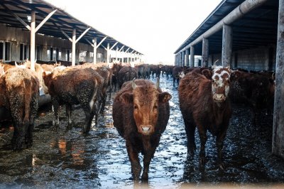 На Дону незначительно снизилось производство мяса и молока
