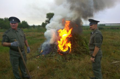 Казачьи дружинники уничтожили 15 тонн дикорастущей конопли в Ростовской области