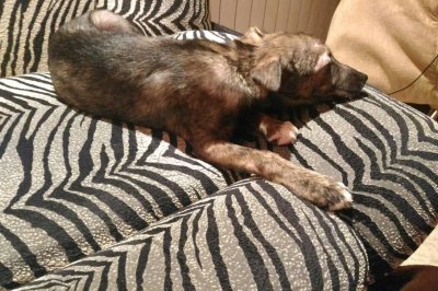 Ростовчанин спас собаку, которую живодеры хотели пустить на шашлык
