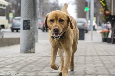 В Ростове появятся специальные площадки для выгула собак