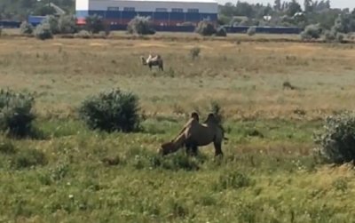 Двугорбые верблюды пасутся на полях в Ростовской области