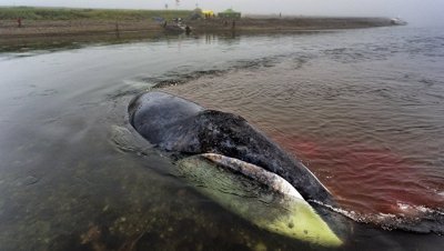 Застрявший в устье реки в Хабаровском крае кит вернулся в Охотское море