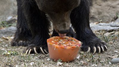 В ярославском зоопарке угостили медведей фруктово-рыбным мороженым
