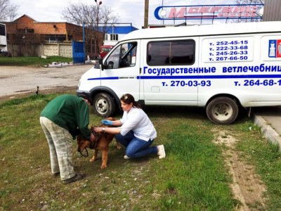 В Ростове можно бесплатно сделать своим питомцам прививки от бешенства