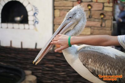 Под Ростовом на трассе нашли ручного пеликана