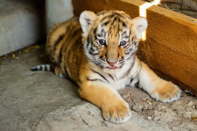 Ростовские зоологи сняли трогательное видео тигрицы и новорожденного детеныша