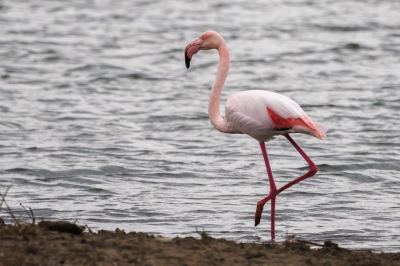 Удачный кадр: житель Каменского района запечатлел за городом розового фламинго