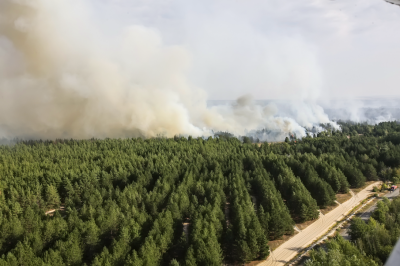 На месте лесного пожара под Усть-Донецком высадят 20 тысяч хвойных деревьев