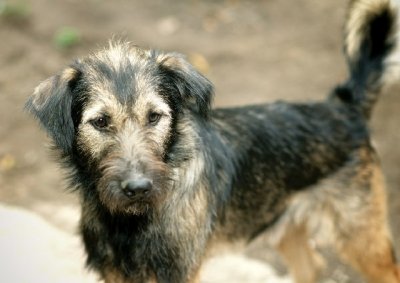 Ростовские зоозащитники просят деньги на стерилизацию бездомных кошек и собак