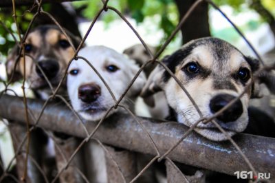 «Те, кто подкармливают своры бездомных собак, больные»: ростовчанин предложил наказывать таких людей