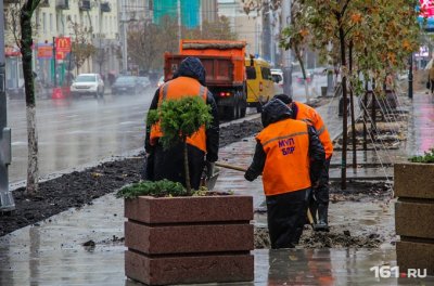«Повтыкали как попало»: ростовские общественники раскритиковали высадку деревьев в городе