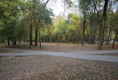 Почти 300 деревьев в парке Островского спилят из-за строительства музея