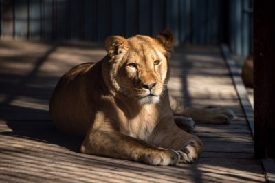 Боролись за жизнь два дня: в зоопарке Ростова от хронической болезни скончалась львица