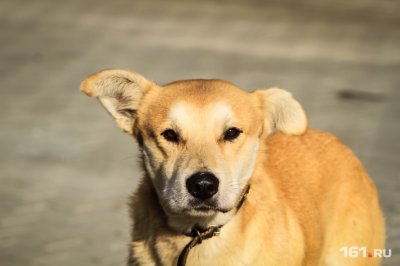 В Ростове травят собак: как оказать животному первую помощь и куда жаловаться, если ваш питомец погиб