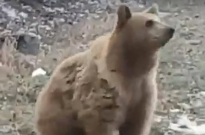 На трассе в Ростовской области водители увидели медведя